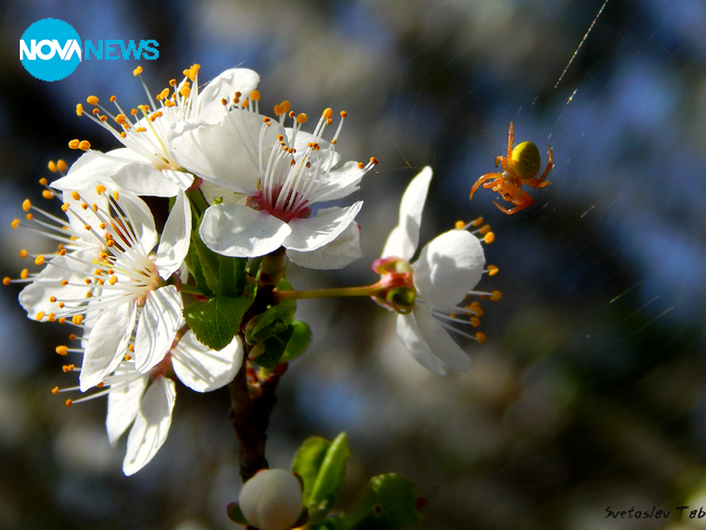 Пролетта и паячето
