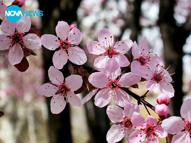 Пролет в розово