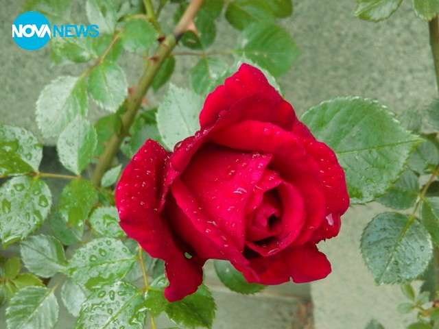 Гергьовден е!