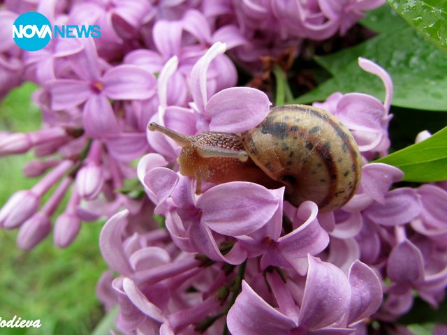 С ухание на люляк