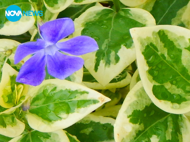 Капки нежност