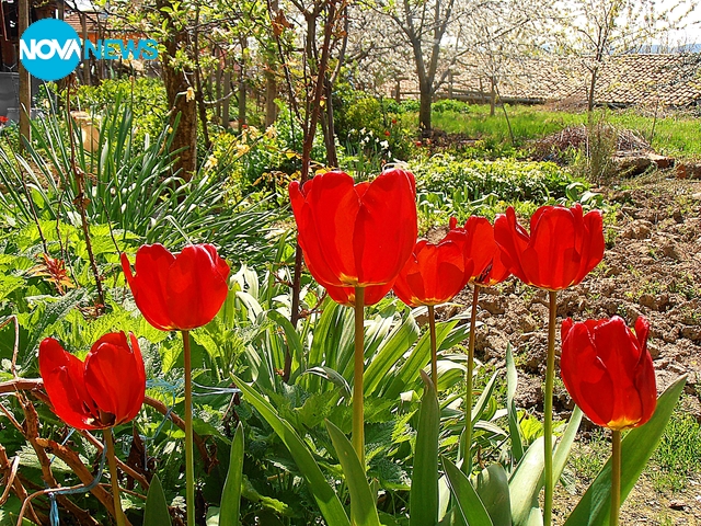 Прекрасни червени лалета