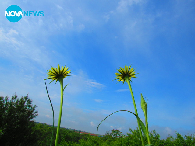Очите на нацупения май!