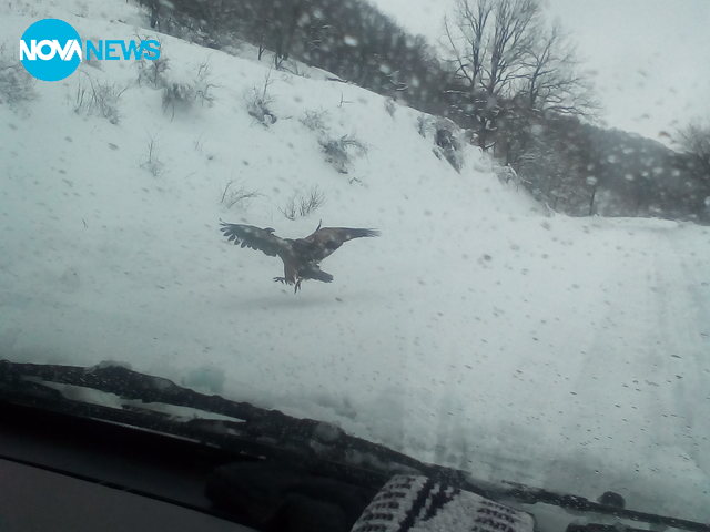 Ранен лешояд