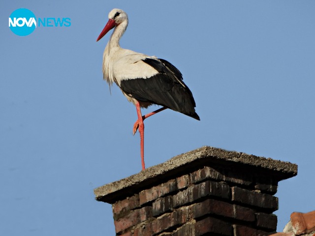 Вдъхновяващи пролетни снимки за "Прогноза за времето"