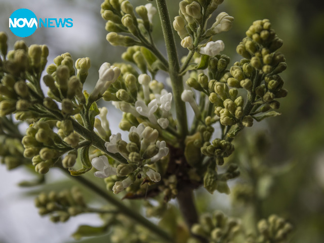 Люлякът започна да цъфти