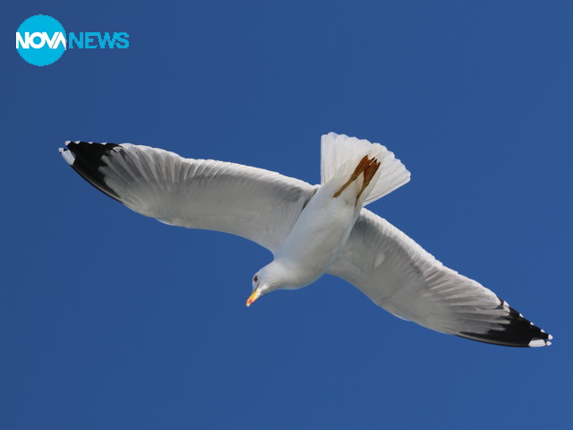В деня на птиците