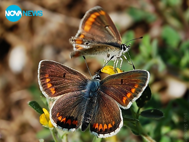 За прогнозата на времето
