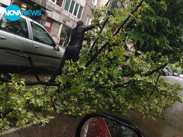 Дъждът във Варна събори дървета