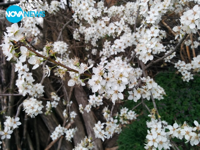 Цъфнало дърво