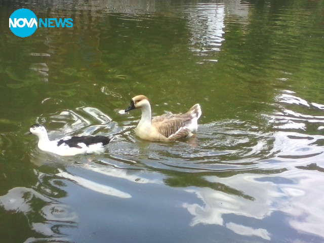 Гъските в Стара Загора
