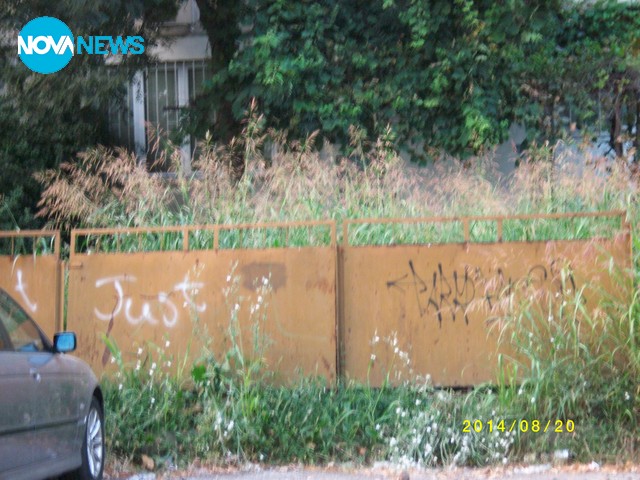 Бурени по-високи от човешки ръст