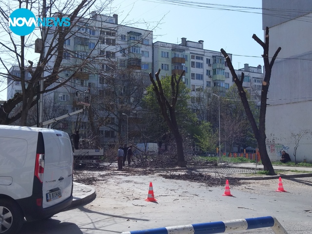 "Санитарна" сеч