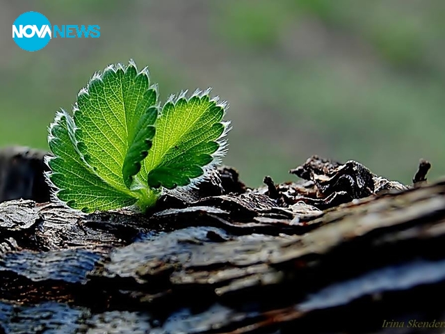 Пробуждане в утрото