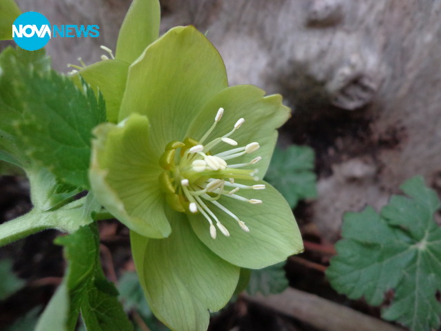 Предвестникът на пролетта