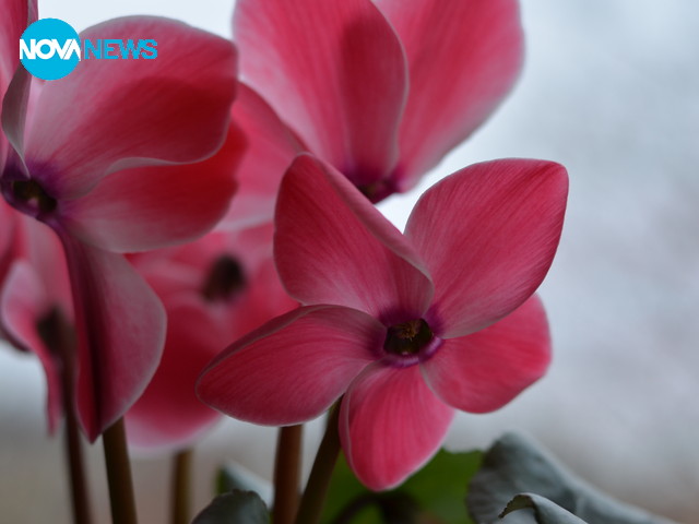 Нещо красиво