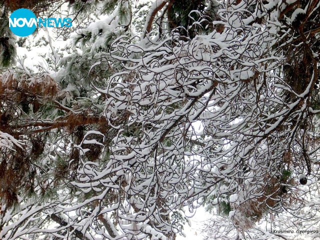 Къдриците на зимата