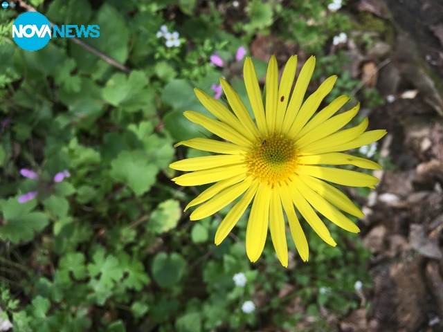 Пролет в планина Беласица