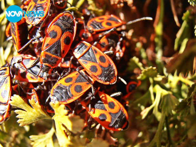 Божи кравички