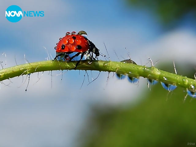 Калинките в слънце и дъжд
