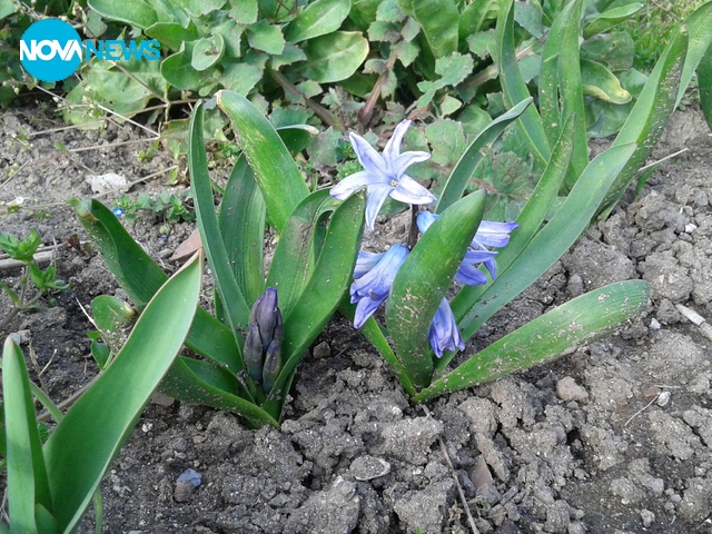 Созополски зюмбюл