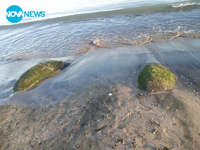 Гигански миди