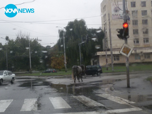 Конски сили в Перник