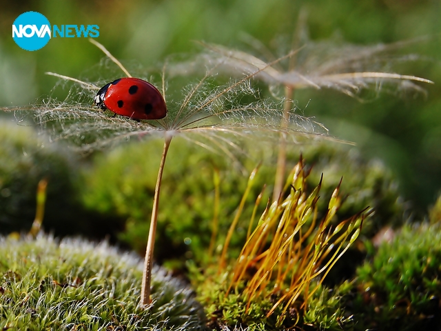Сгушена калинка