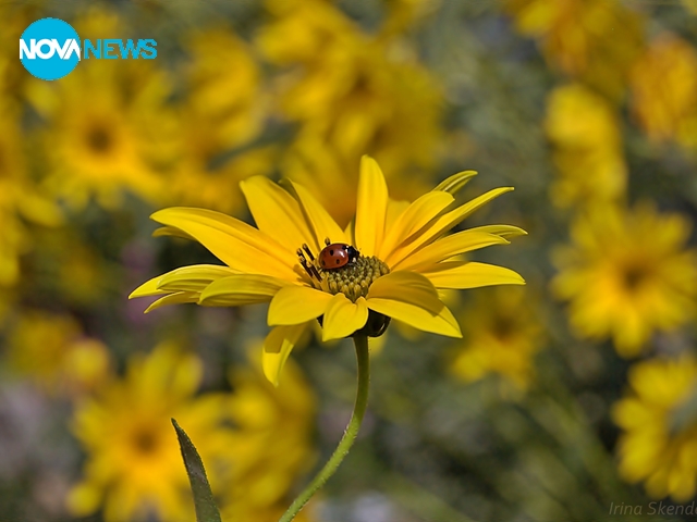 За прогнозата за времето
