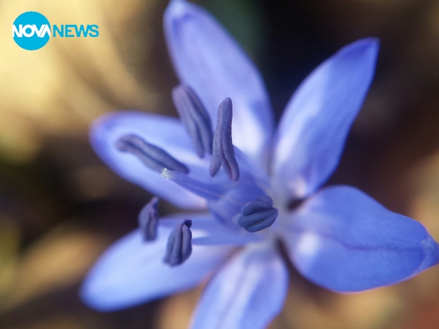 Синчец от близо