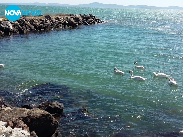 "Бяла красота"