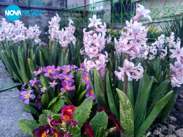 Пролетта в градината на баба