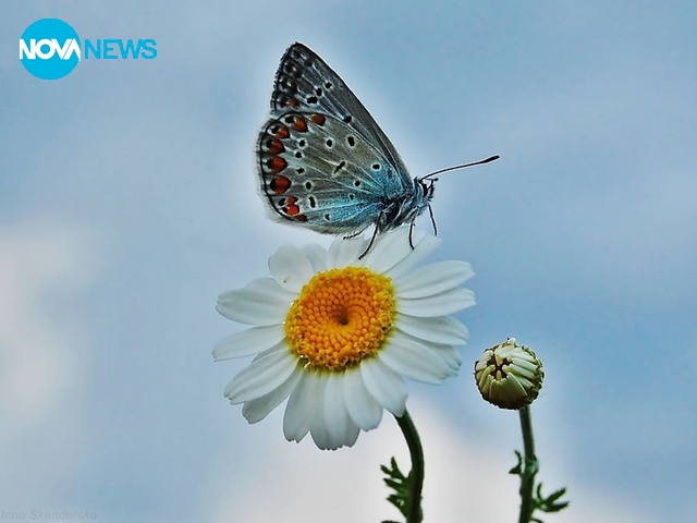 Танцът на пеперудата