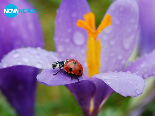 В първите дни на март