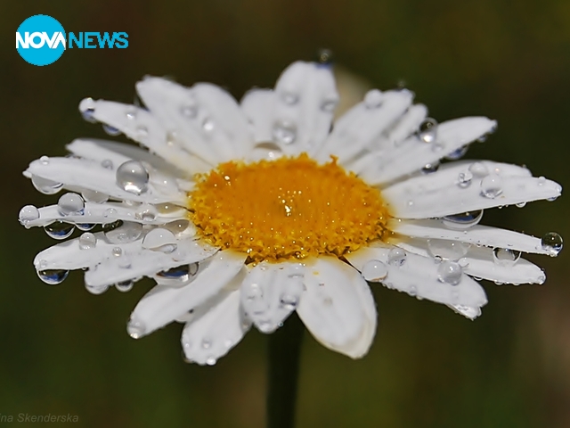 Маргаритка