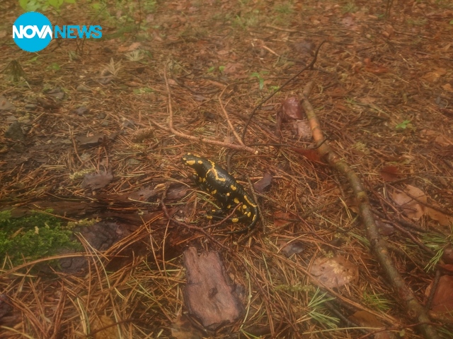 Щастие в дъжда