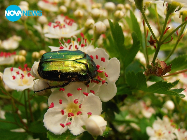 Бръмбар върху крушов цвят