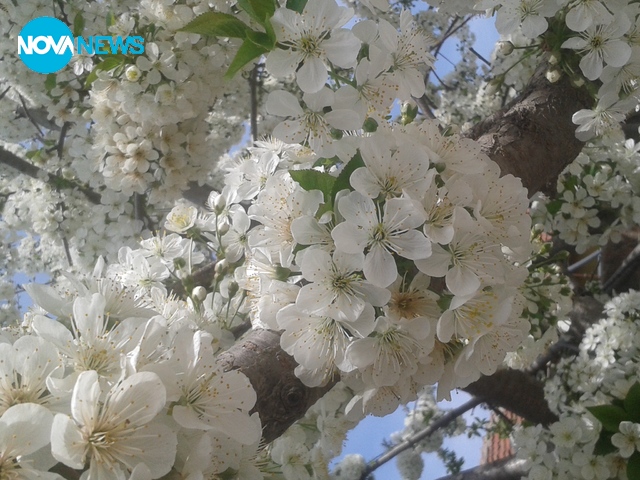 Пролетен цвят