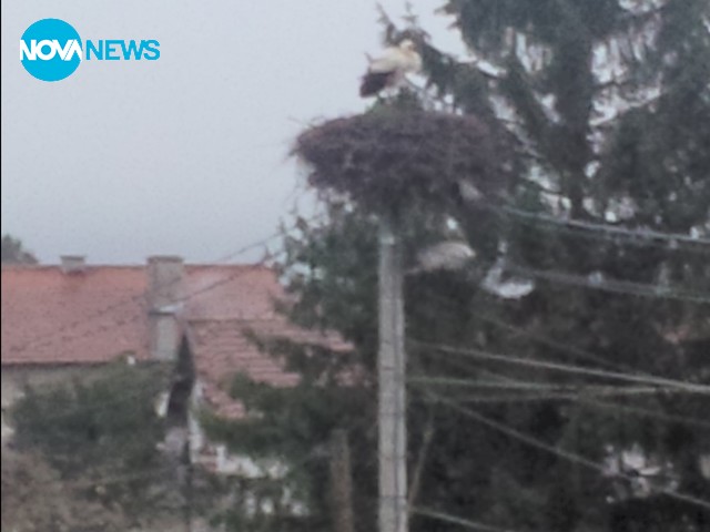 Пристигна първият щъркел в с. Волуяк