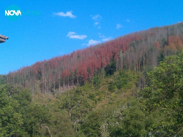 Изсъхване на боровите гори