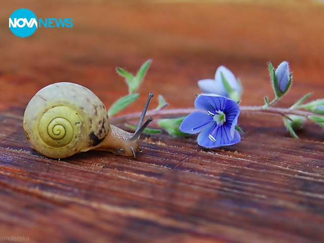 Охлювче с настроение