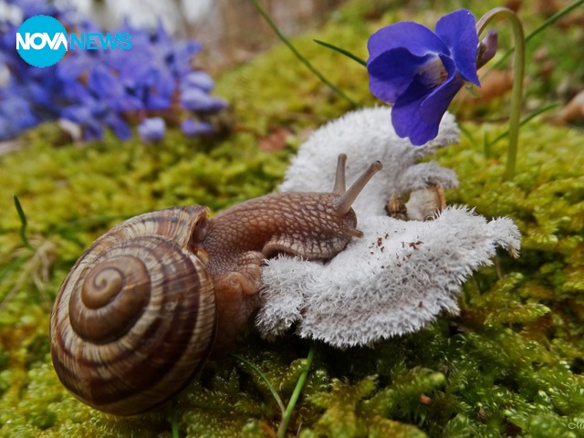 Свежи пролетни снимки