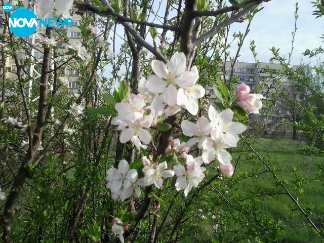 Ябълките разцъфтяха