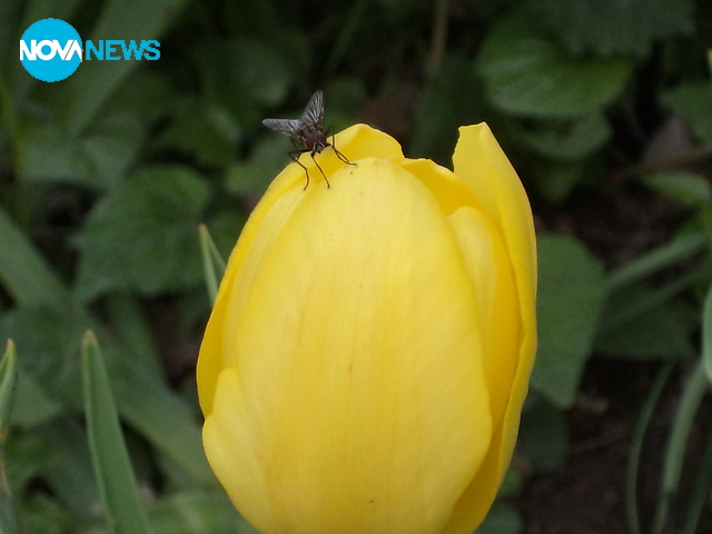 Лале в с. Беляковец