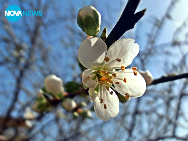 Цъфнала джанка