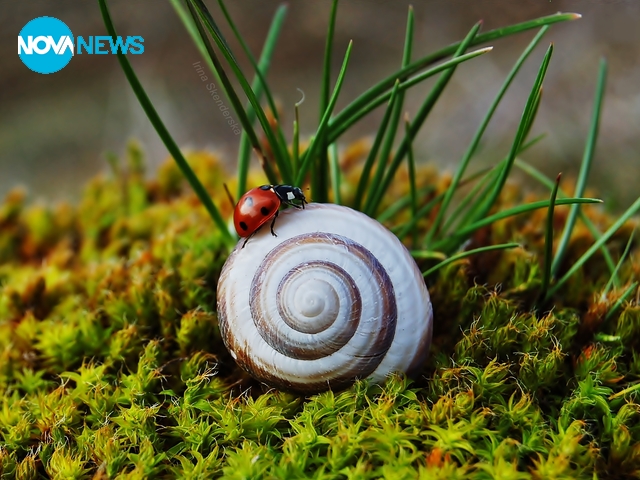 Охлюв и калинка