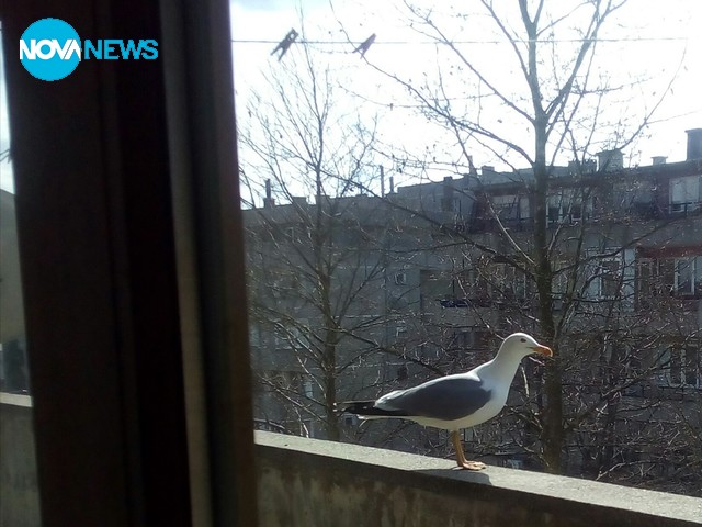 Чайка на балкона