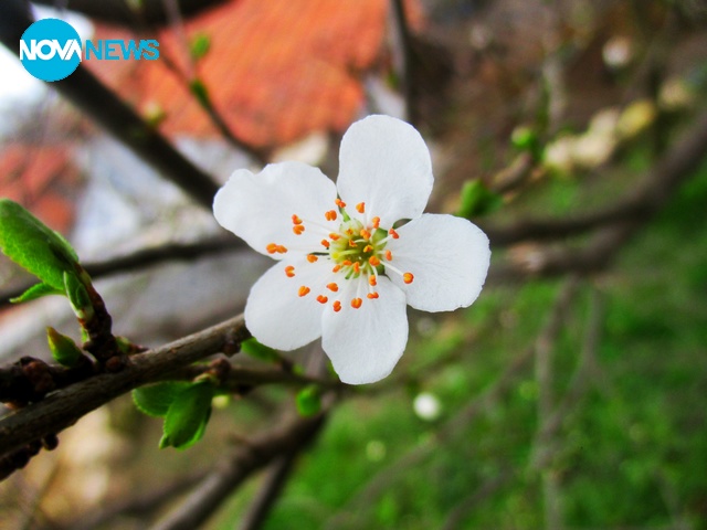 Пролетта идва!