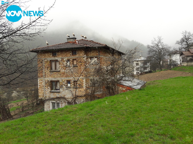 Щъркели в снега в Родопите