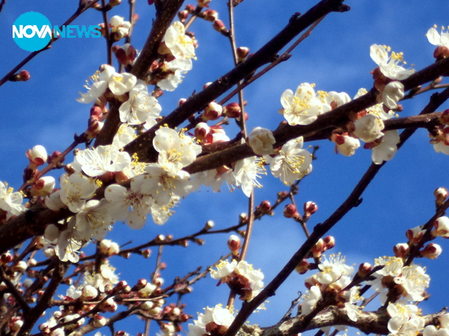Цъфнало кайсиево дръвче